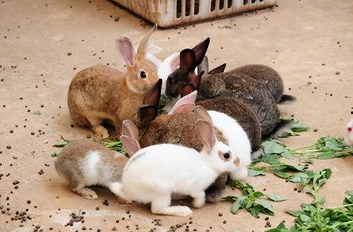 最近热门事件合集吃瓜兔,近期热门事件合集深度解析