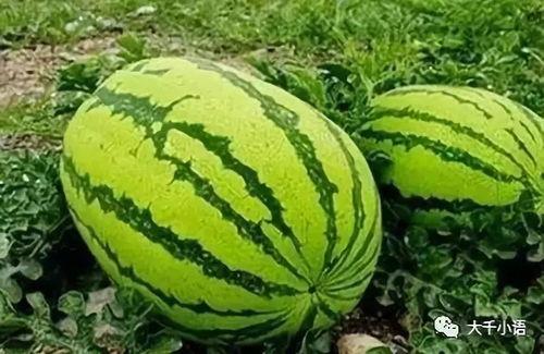 网红大瓜排行 每日大赛,每日大赛盘点，热点事件一网打尽！